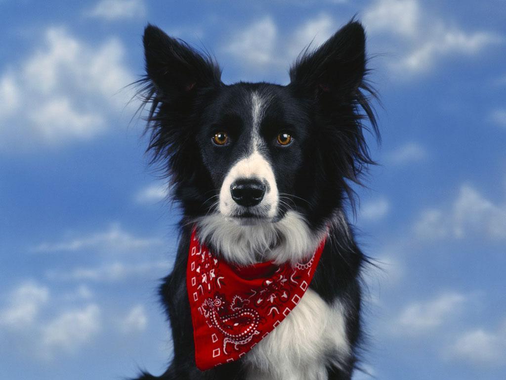 Border Collie photo 2