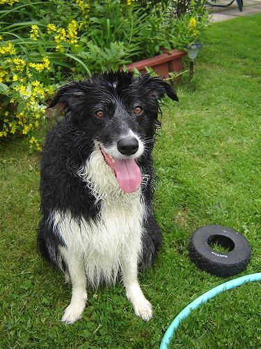 Border Collie photo 3