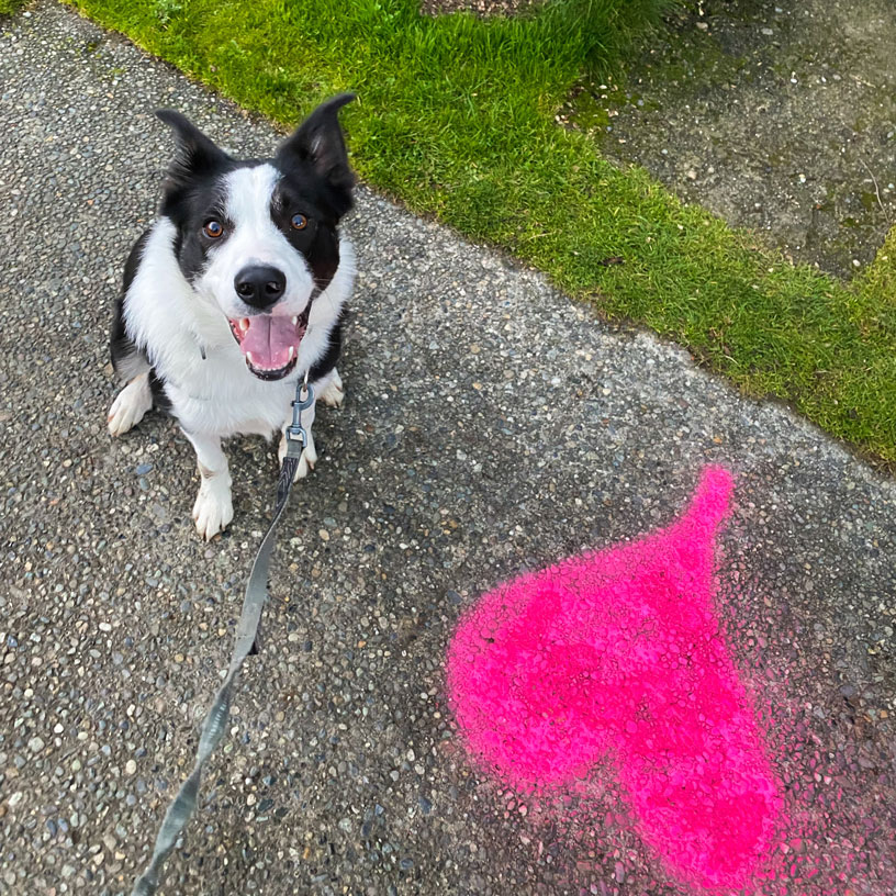 Border Collie photo 4