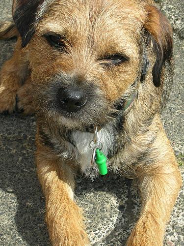 Border Terrier photo 2