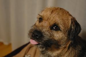 Border Terrier photo 3
