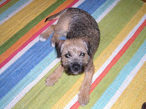Border Terrier photo 4