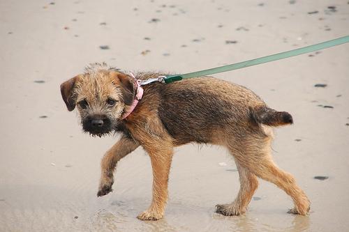 Border Terrier
