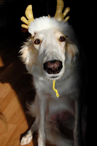 Borzoi photo 3