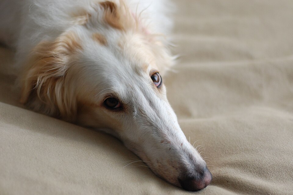 Borzoi photo 4