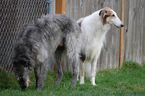 Borzoi
