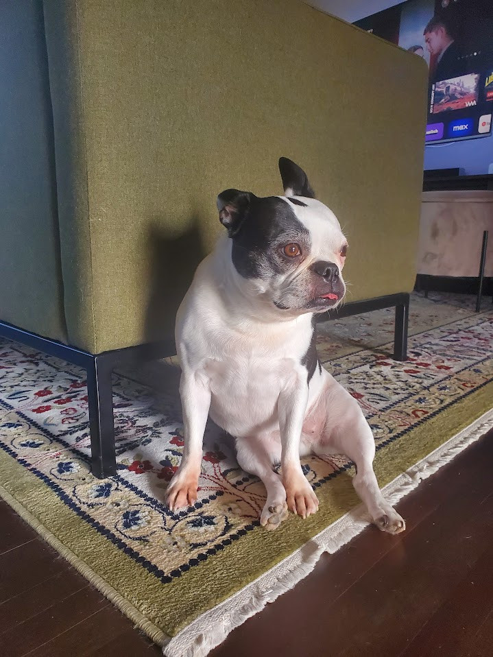 Boston Terrier photo 2