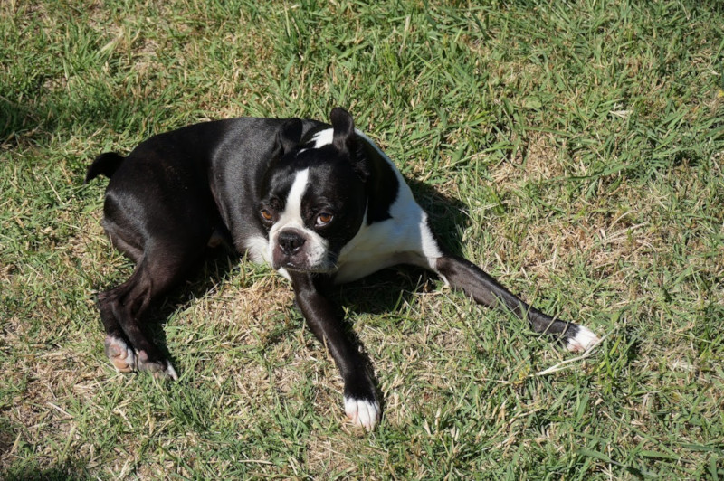Boston Terrier photo 3