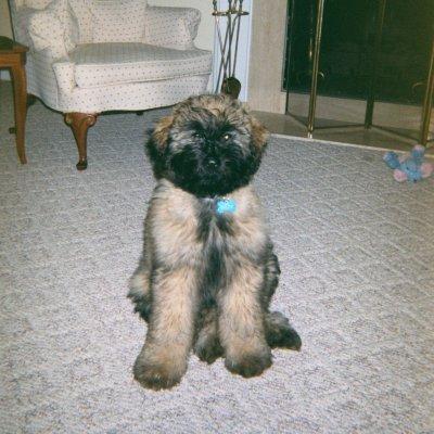 Bouvier des Flandres photo 2