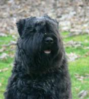 Bouvier des Flandres photo 3