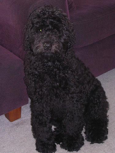 Bouvier des Flandres photo 4