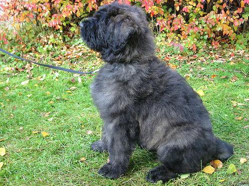 Bouvier des Flandres