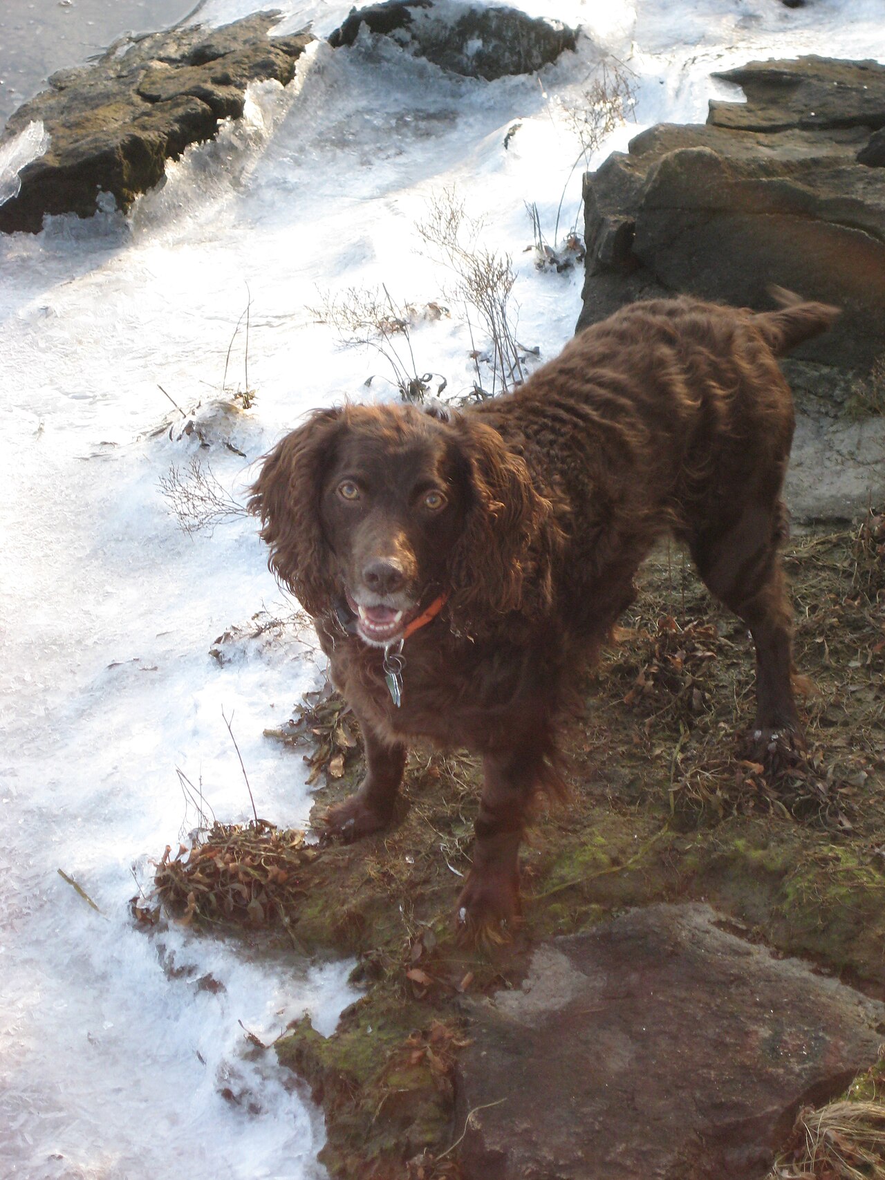Boykin Spaniel photo 2