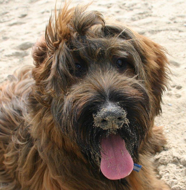 Briard photo 2