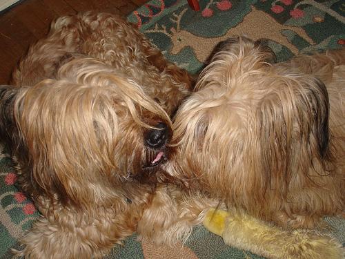 Briard photo 3