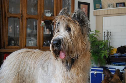 Briard photo 4