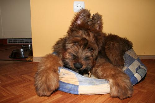 Briard