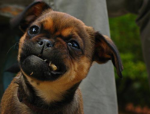 Brussels Griffon photo 2