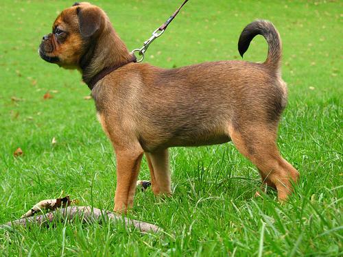 Brussels Griffon photo 3