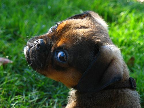 Brussels Griffon photo 4