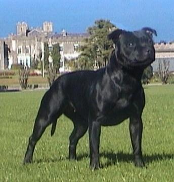 Bull Terrier photo 2