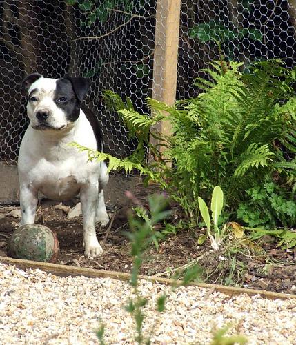 Bull Terrier photo 4