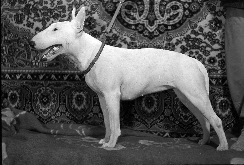 Bull Terrier