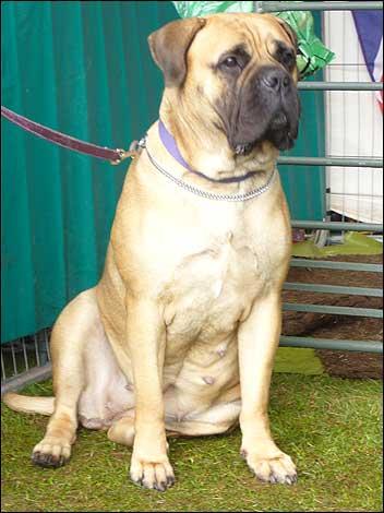 Bullmastiff photo 2