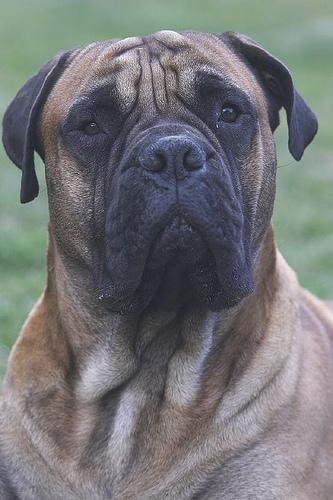 Bullmastiff photo 3