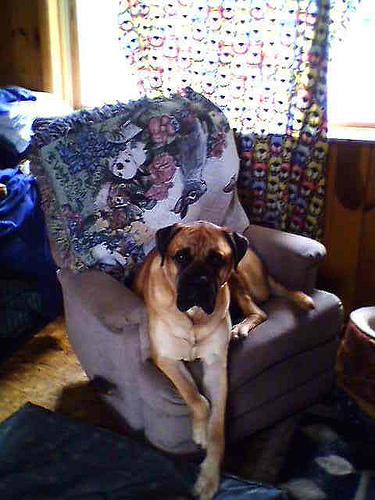 Bullmastiff photo 4