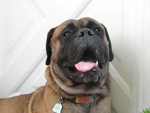 Bullmastiff