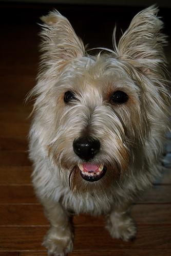 Cairn Terrier photo 2