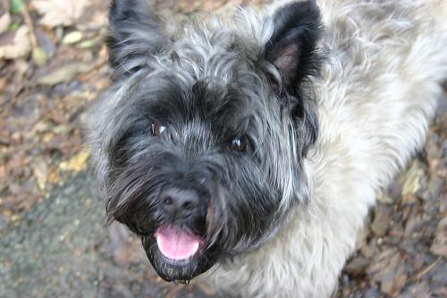 Cairn Terrier photo 3