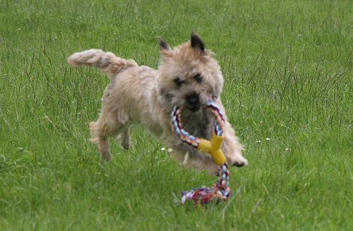 Cairn Terrier photo 4