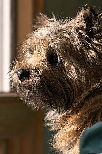 Cairn Terrier