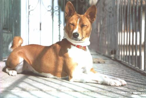 Canaan Dog photo 2