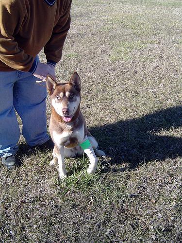 Canadian Eskimo Dog photo 2