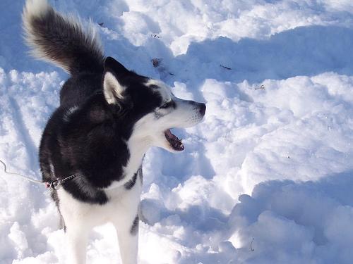Canadian Eskimo Dog photo 3