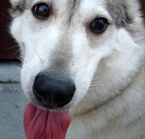 Canadian Eskimo Dog photo 4