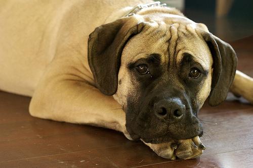 Cane Corso photo 2