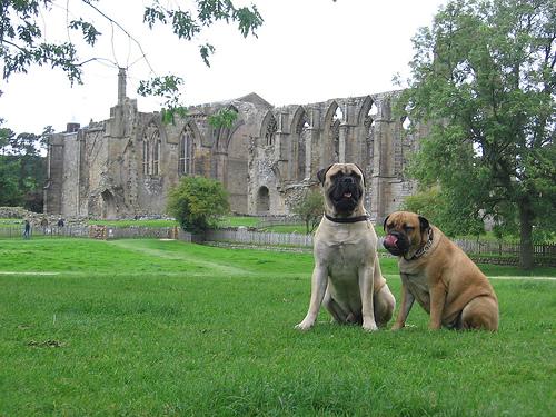Cane Corso photo 3