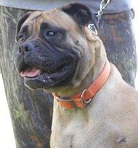 Cane Corso photo 4