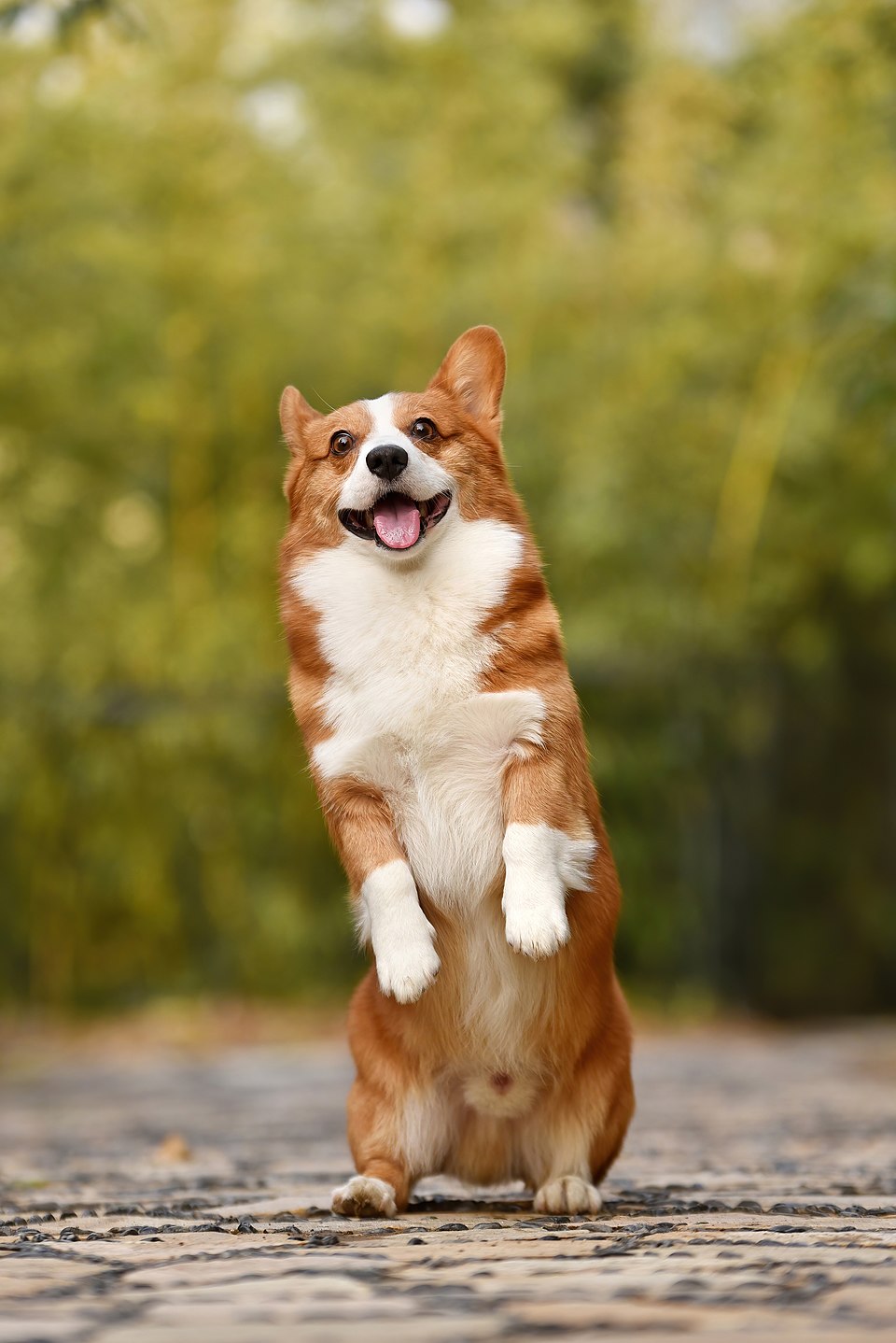 Cardigan Welsh Corgi photo 2