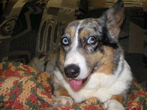 Cardigan Welsh Corgi photo 3