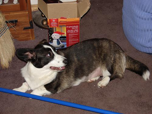 Cardigan Welsh Corgi photo 4