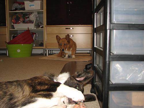 Cardigan Welsh Corgi