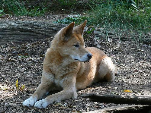 Carolina Dog photo 2