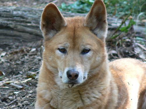 Carolina Dog photo 3