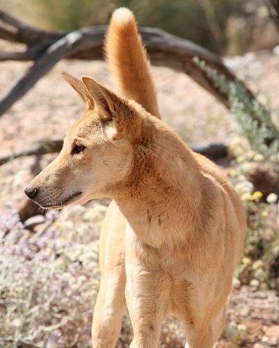 Carolina Dog