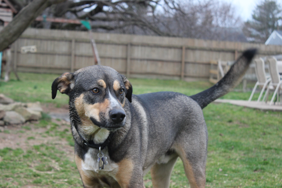 Catahoula Leopard Dog photo 3
